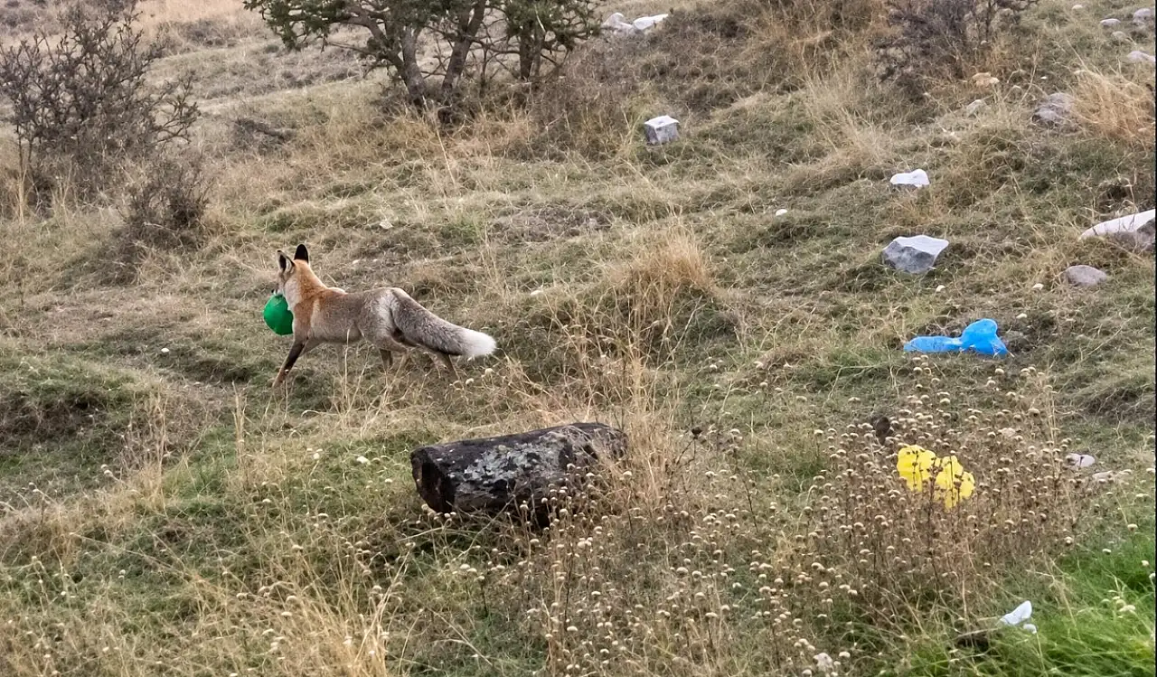 Kayseri'de tilki öyle bir şey çaldı ki! Görenler şaştı kaldı