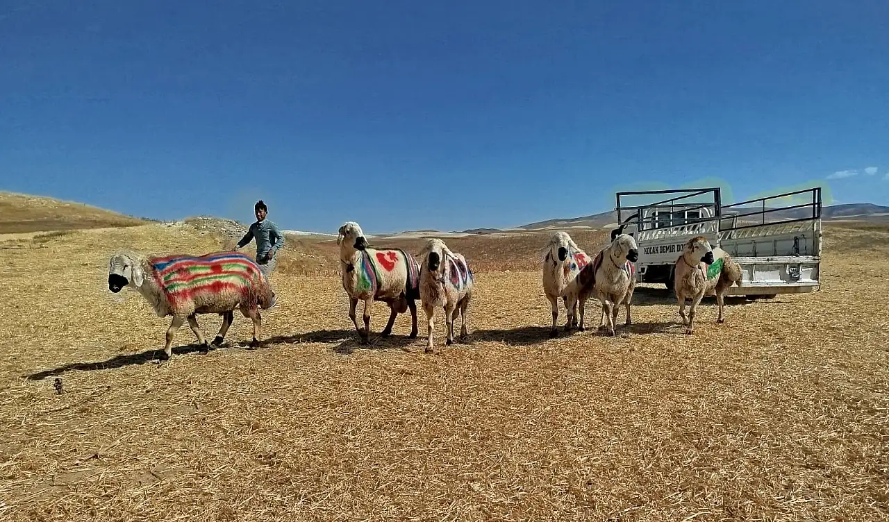 Aylarca bakılan koçlar dualarla sürüye uğurlandı