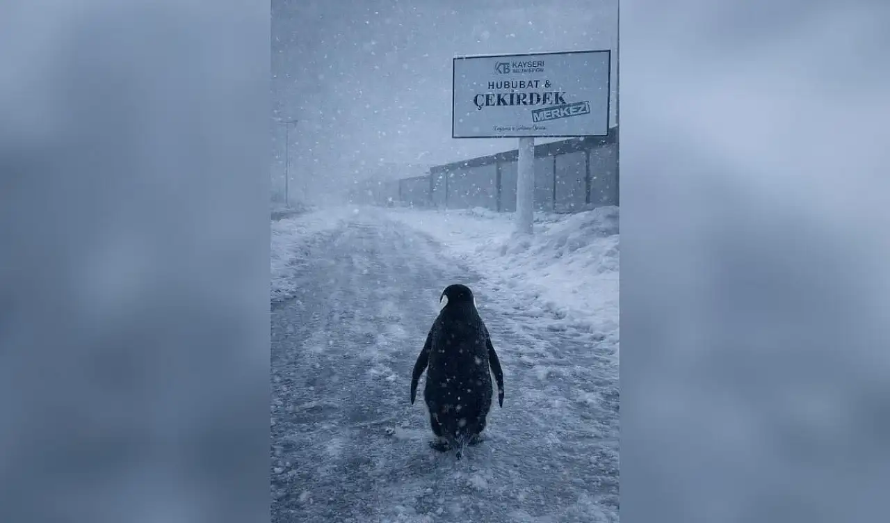 Kayseri'de Başkan 'Merak etmeyin' diyerek paylaştı! Herkesin konuştuğu penguen bakın nereye geldi?
