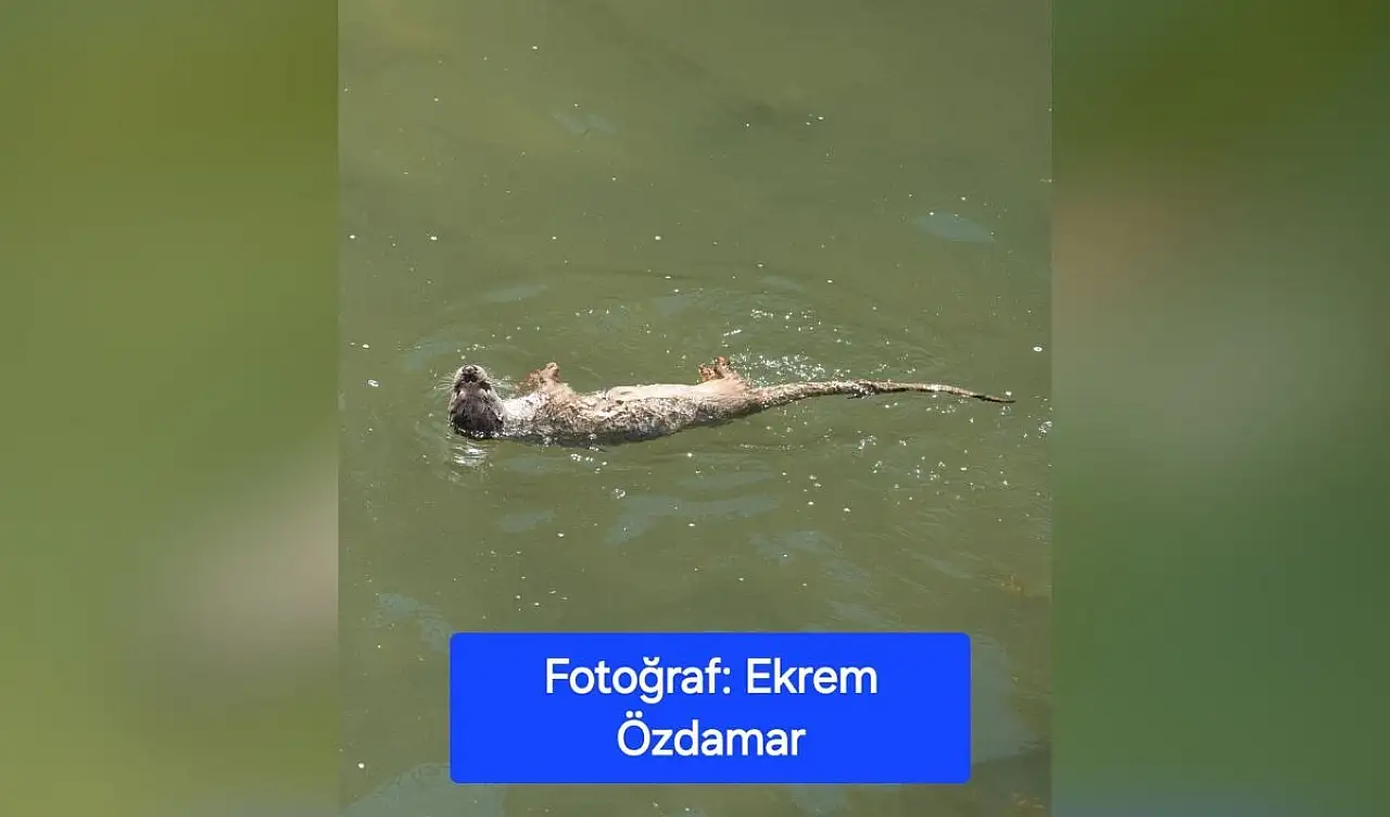 Develi'de su samurları görüntülendi!