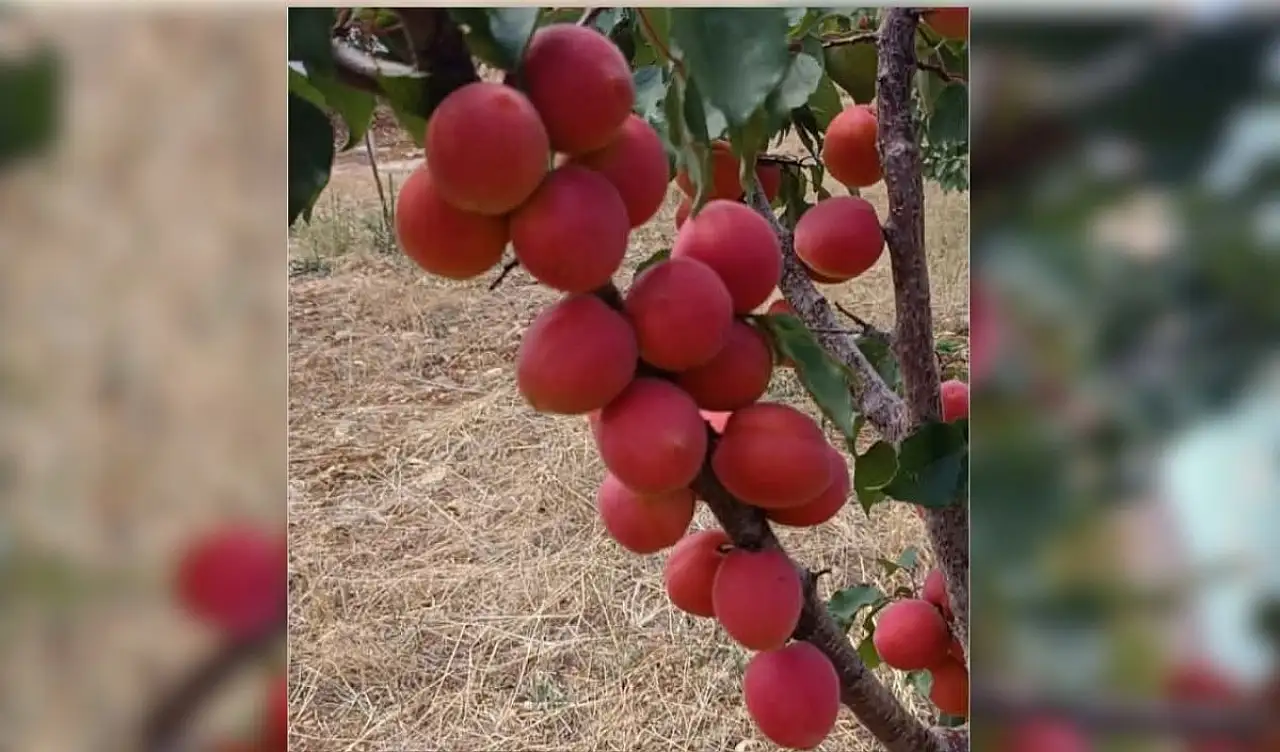 Kayseri'de bin 800 rakımda üretiliyor! Türkiye'nin son hasadı