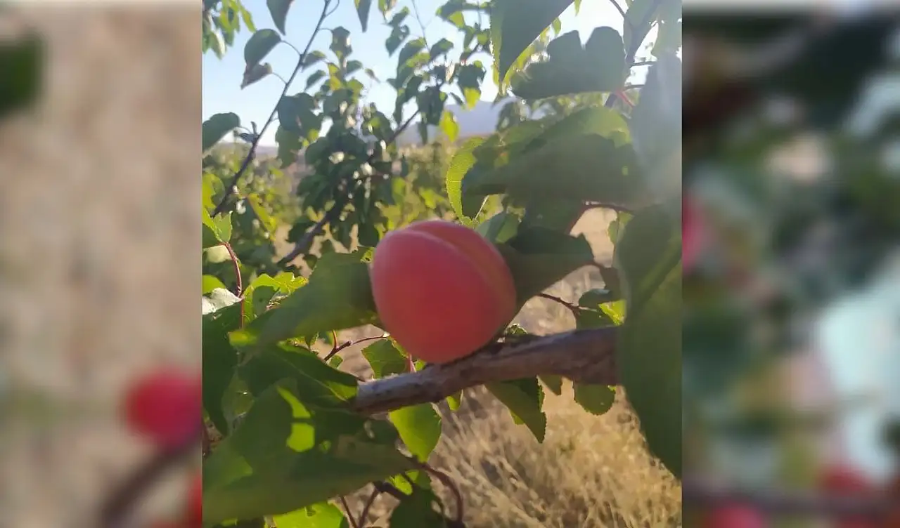 Kayseri'de bin 800 rakımda üretiliyor! Türkiye'nin son hasadı