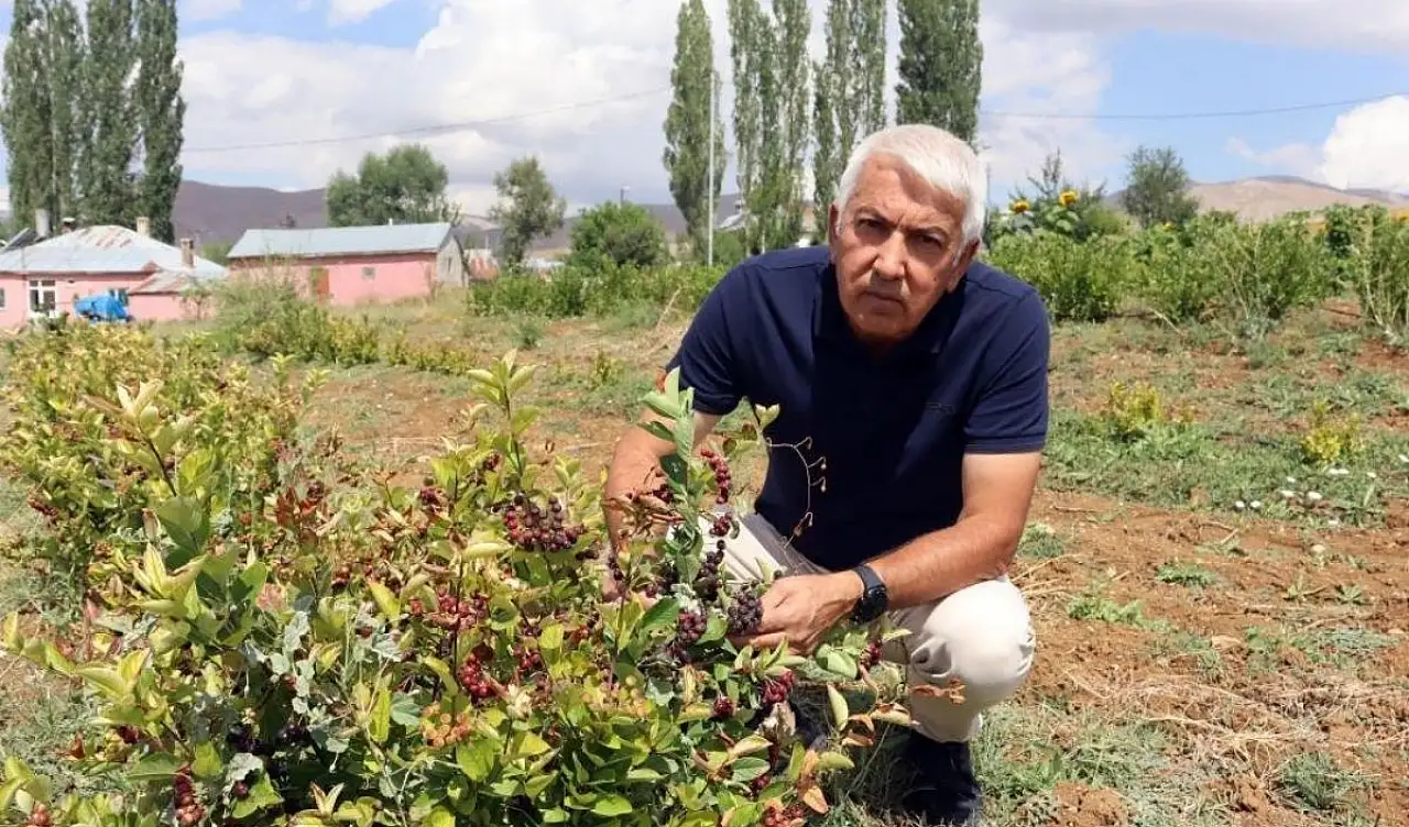 Kayseri'de bu meyveyi tanıyan az! Sarız'da 5 yıldır yetiştiriyor