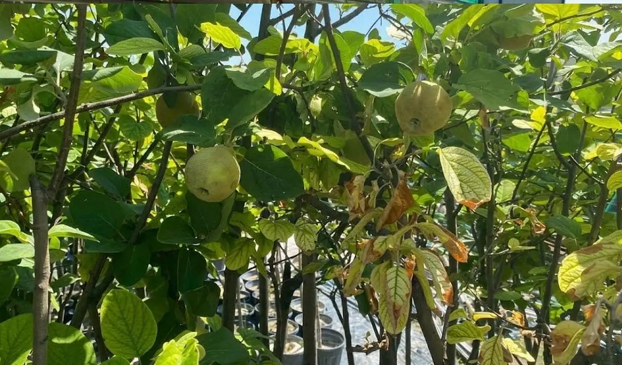 Kayseri'de 45 yıllık fidan tedarikçisi Taşdemir: Çocuk büyütmek gibi