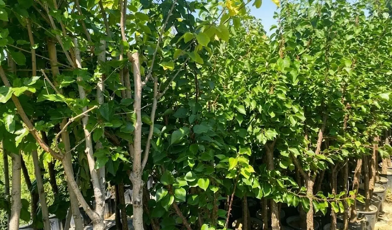 Kayseri'de 45 yıllık fidan tedarikçisi Taşdemir: Çocuk büyütmek gibi