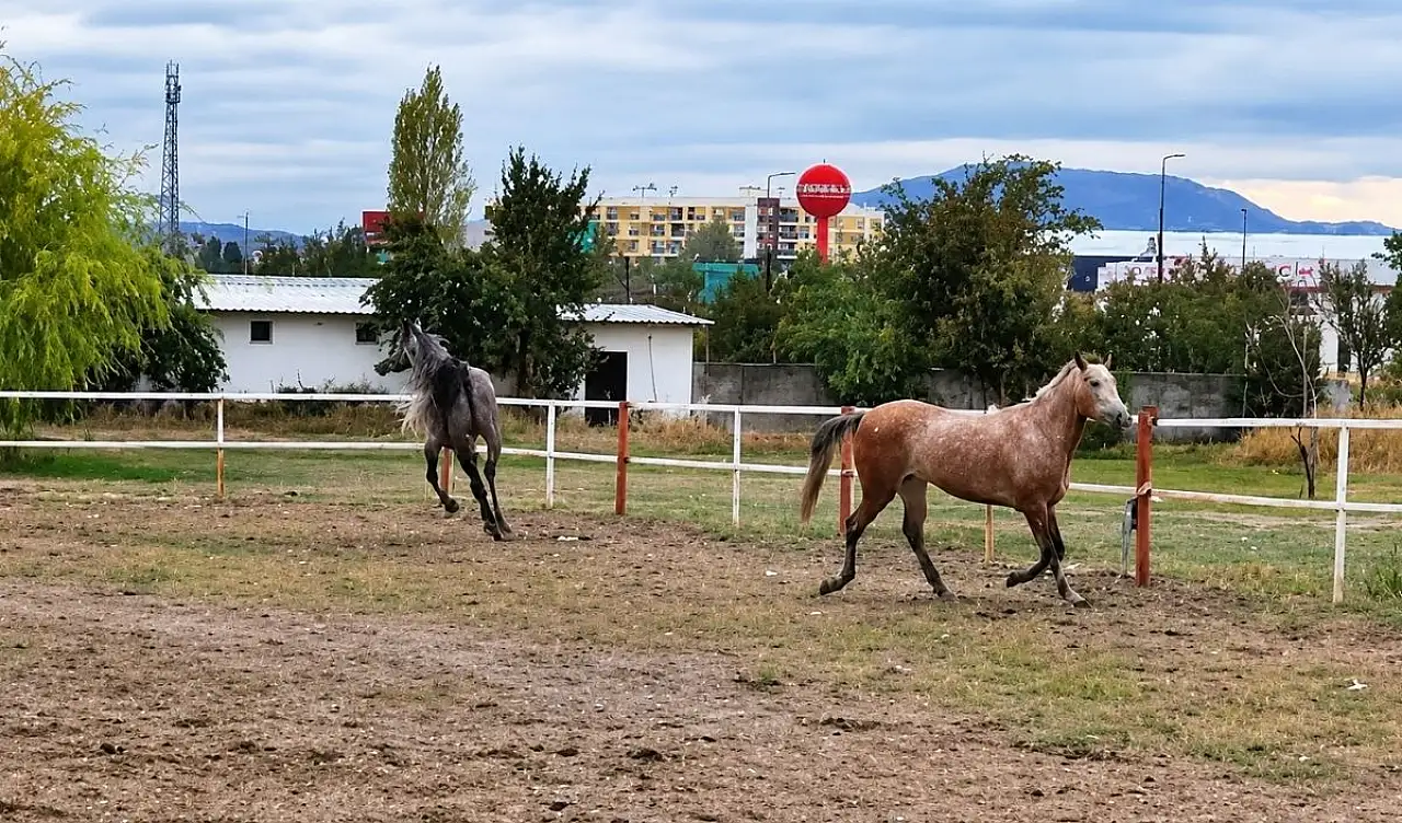 Kayseri'de atlarla geçen bir hayat: Ata bağlanan vazgeçemiyor