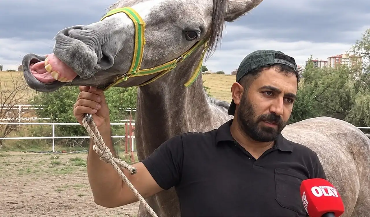 Kayseri'de atlarla geçen bir hayat: Ata bağlanan vazgeçemiyor