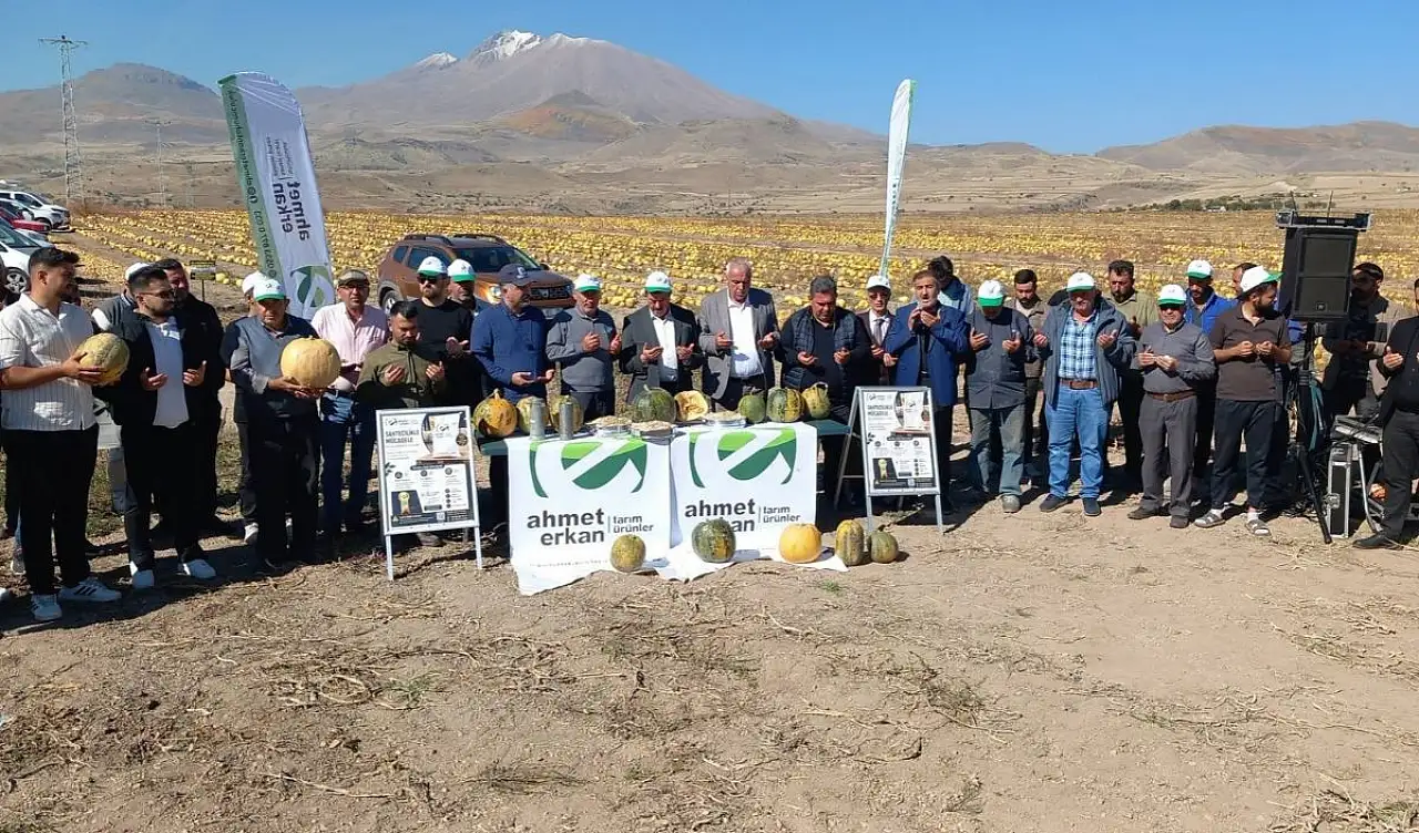 Kayseri'nin Develi ilçesinde 'sarı altın' sevinci!