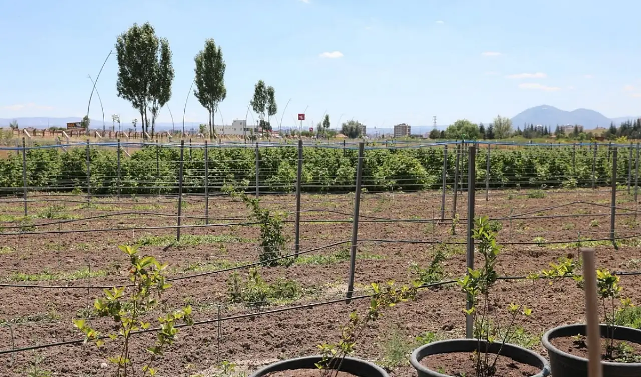 Kayseri'de kadınlar yetiştirdi, vatandaşlar bahçeden aldı