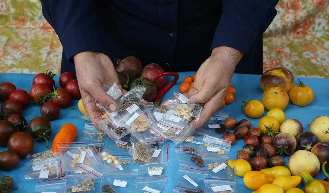 Kayseri'de çoğaltıyor, Türkiye'ye ücretsiz gönderiyor
