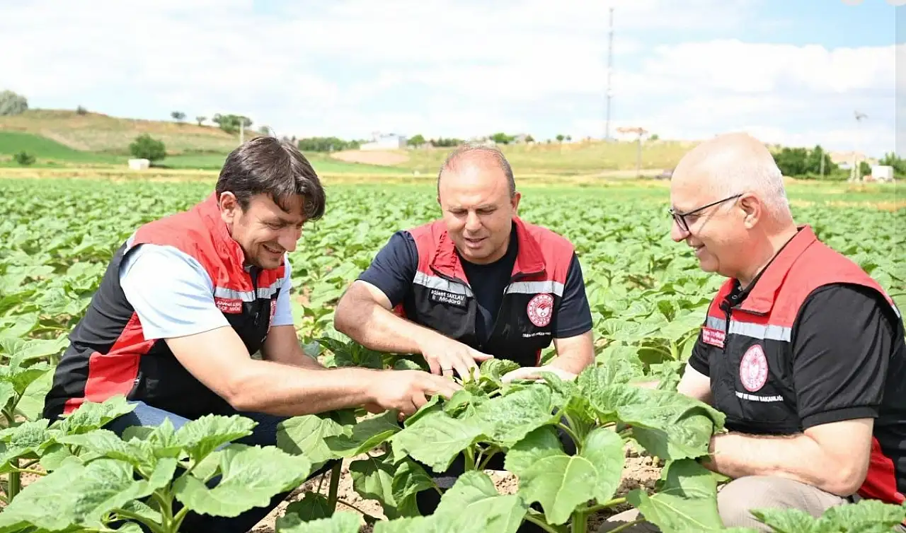Kayseri'de ekinler mercek altında