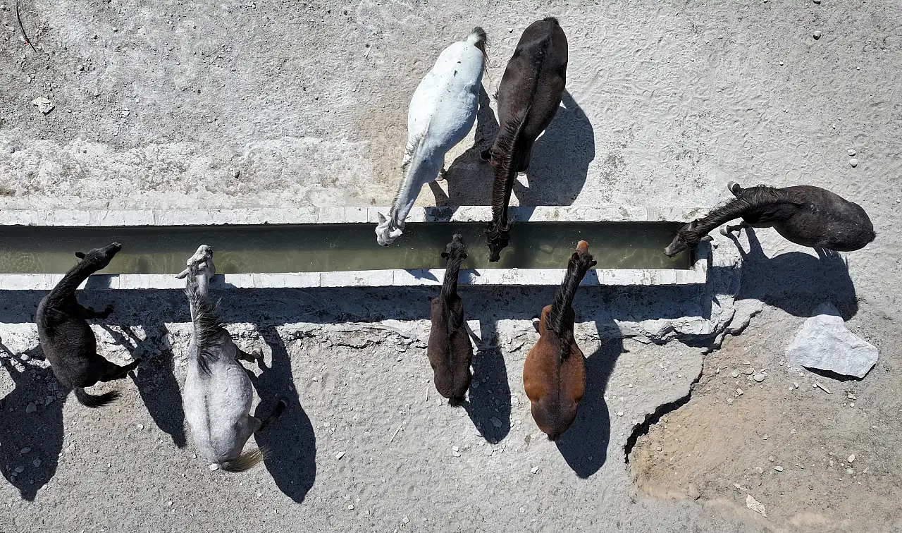 Erciyes'in özgür yılkı atları tehlikede