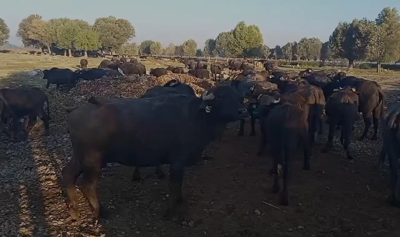 Sultan Sazlığı mandalara yaradı! Verim yüzde 40 arttı