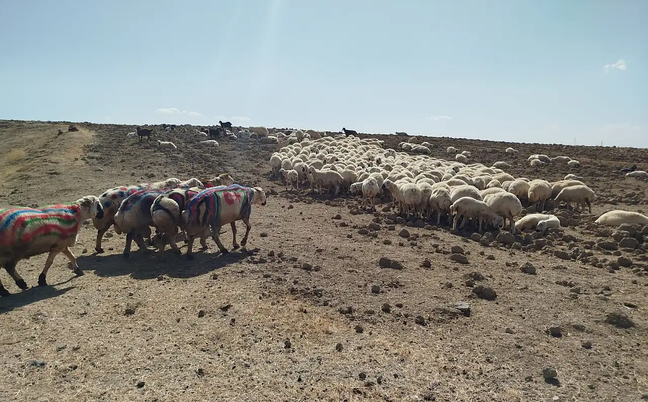 Aylarca bakılan koçlar dualarla sürüye uğurlandı