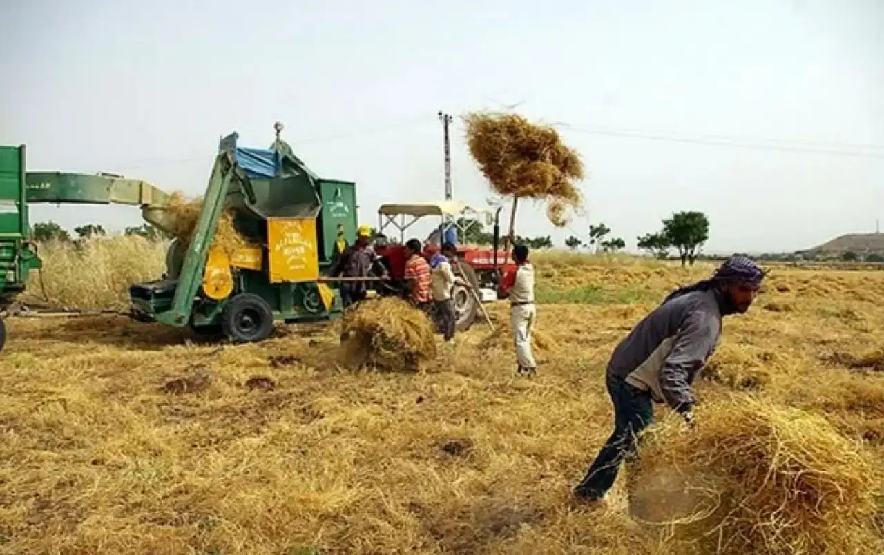 Çiftçinin beklediği haber geldi! TMO ödeme tarihini açıkladı