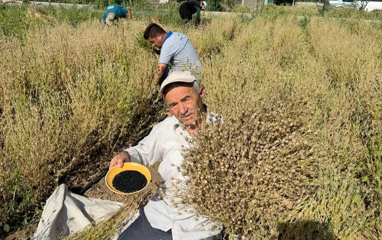 Develi'de şaşırtan hasat: Bir tohumdan yaklaşık 700 tane çıkıyor!