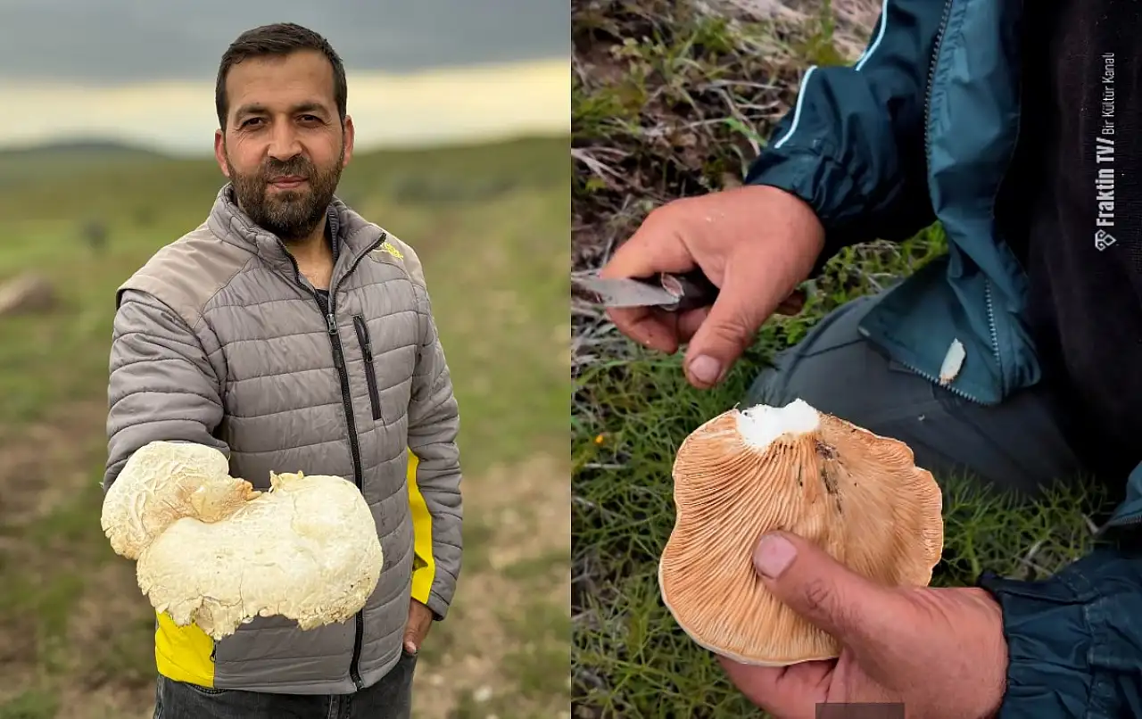 Kayseri'de doğada kendiliğinden çıkıyor, nadir görülüyor! Ortaya çıktı