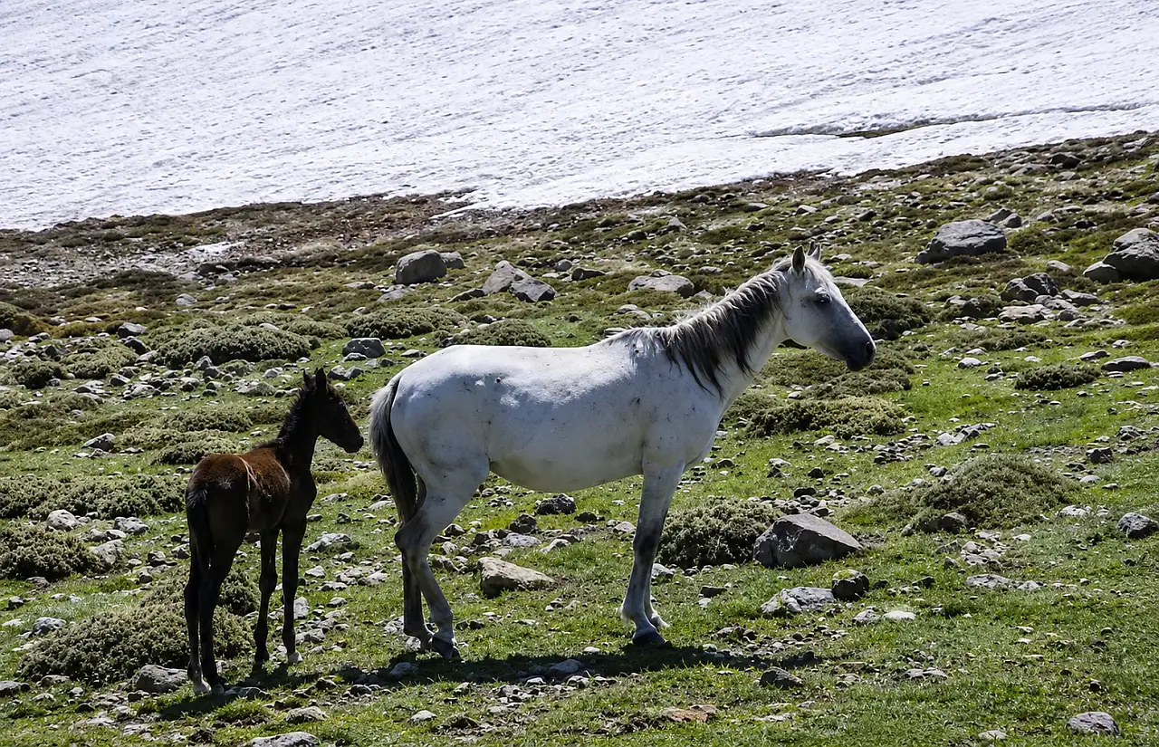 Erciyes'te doğanın en özgür sakinleri yeniden ortaya çıktı