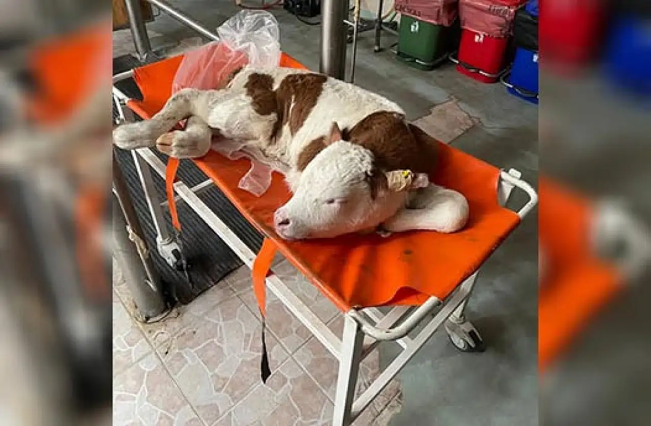 Pınarbaşı'dan getirildi! Kayseri'deki o buzağı ile ilgili dikkat çeken gelişme