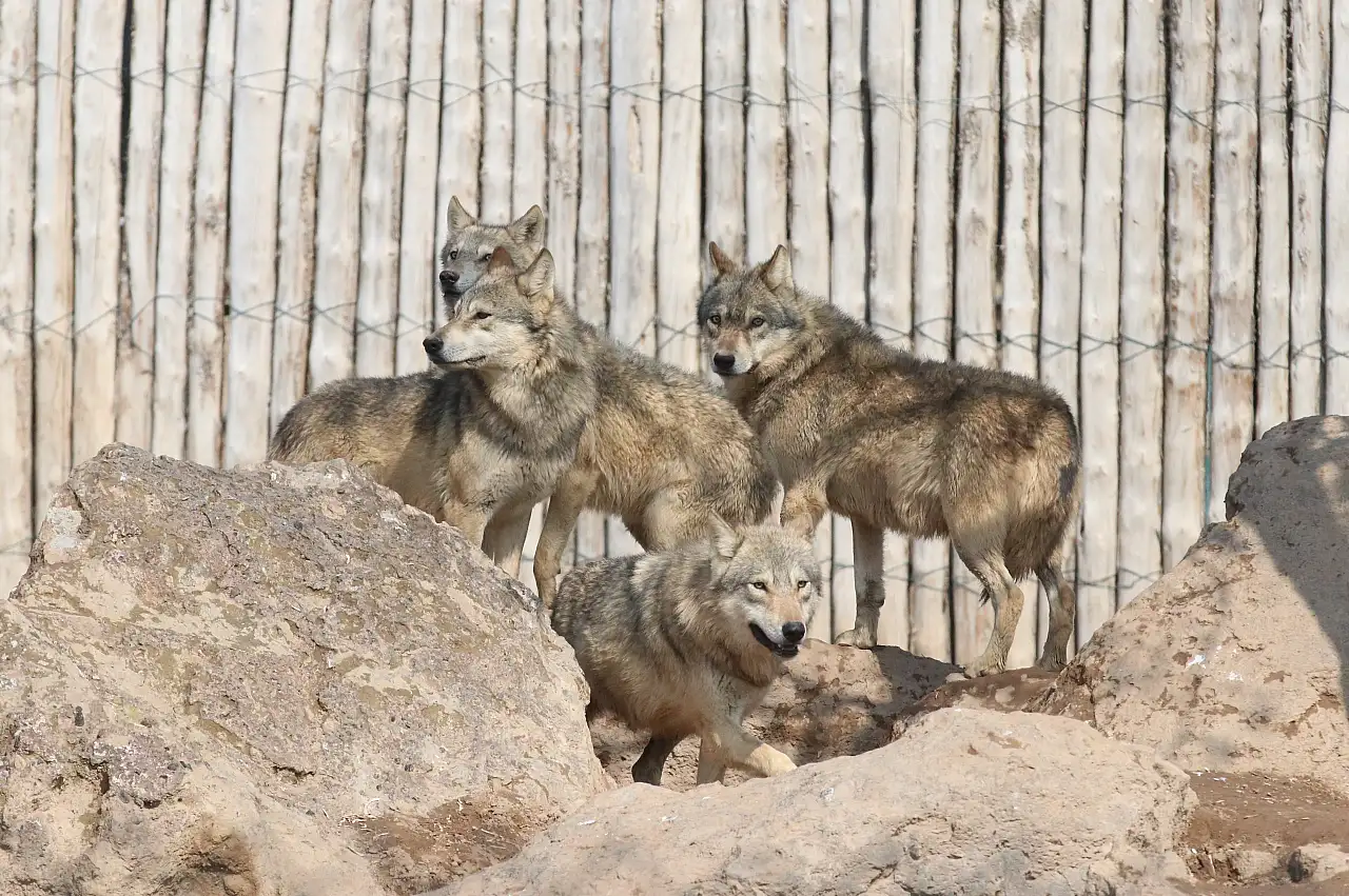 Doğada yaralanan hayvanlar için can kurtaran merkez