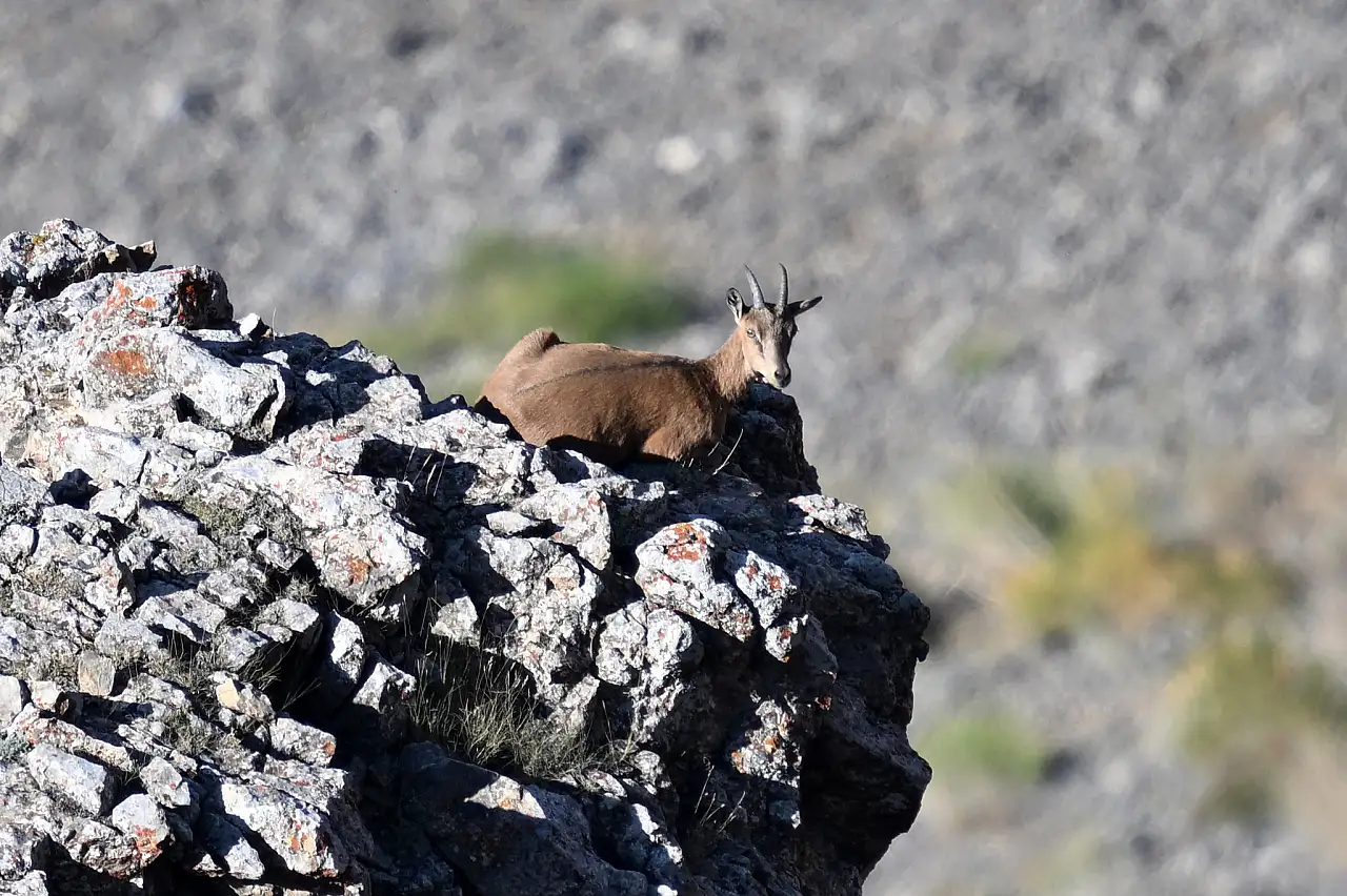 21 yılda 28'den 178