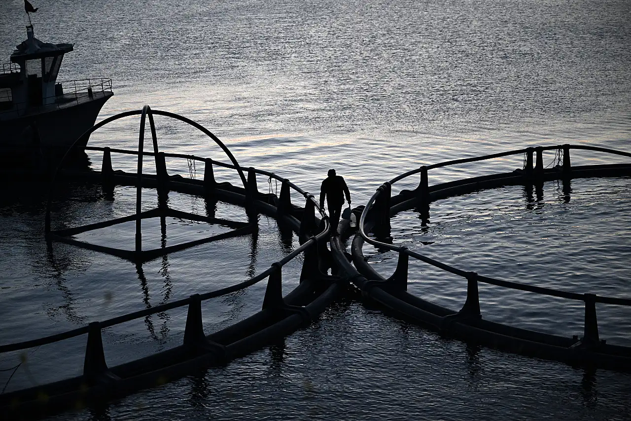 Kayseri'de üretiliyor! 5 bin ton ihraç ediliyor!