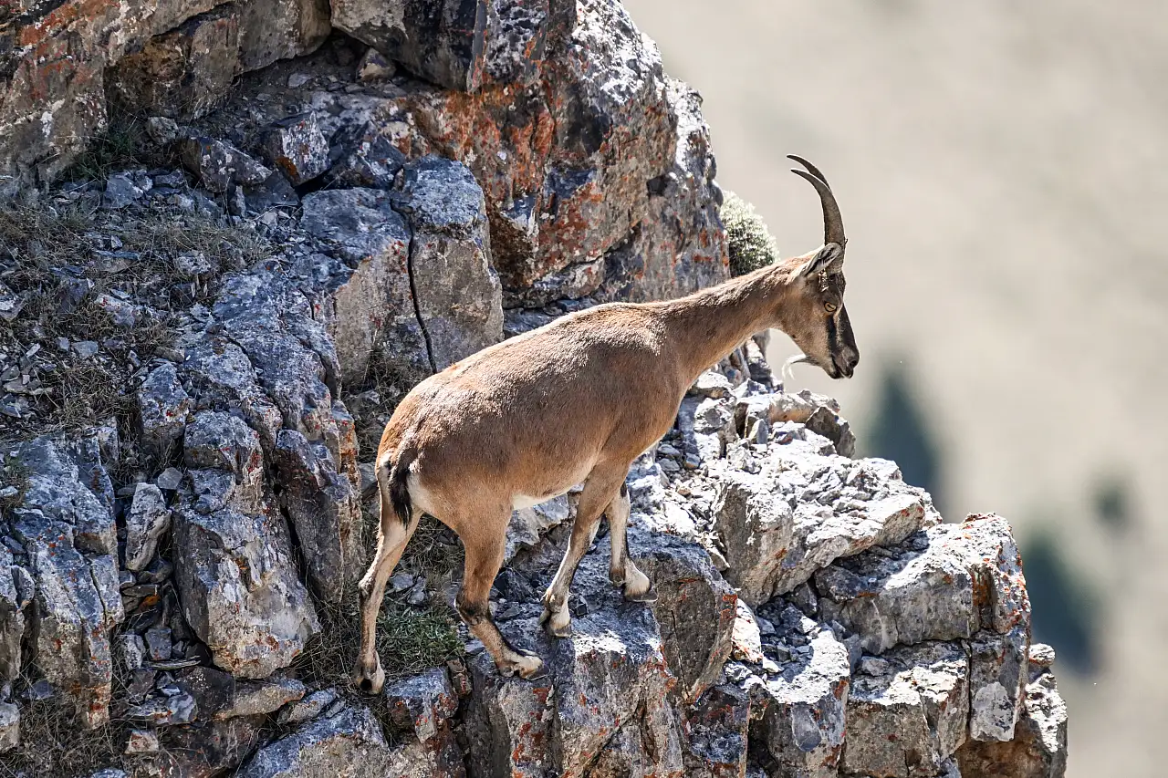 21 yılda 28'den 178