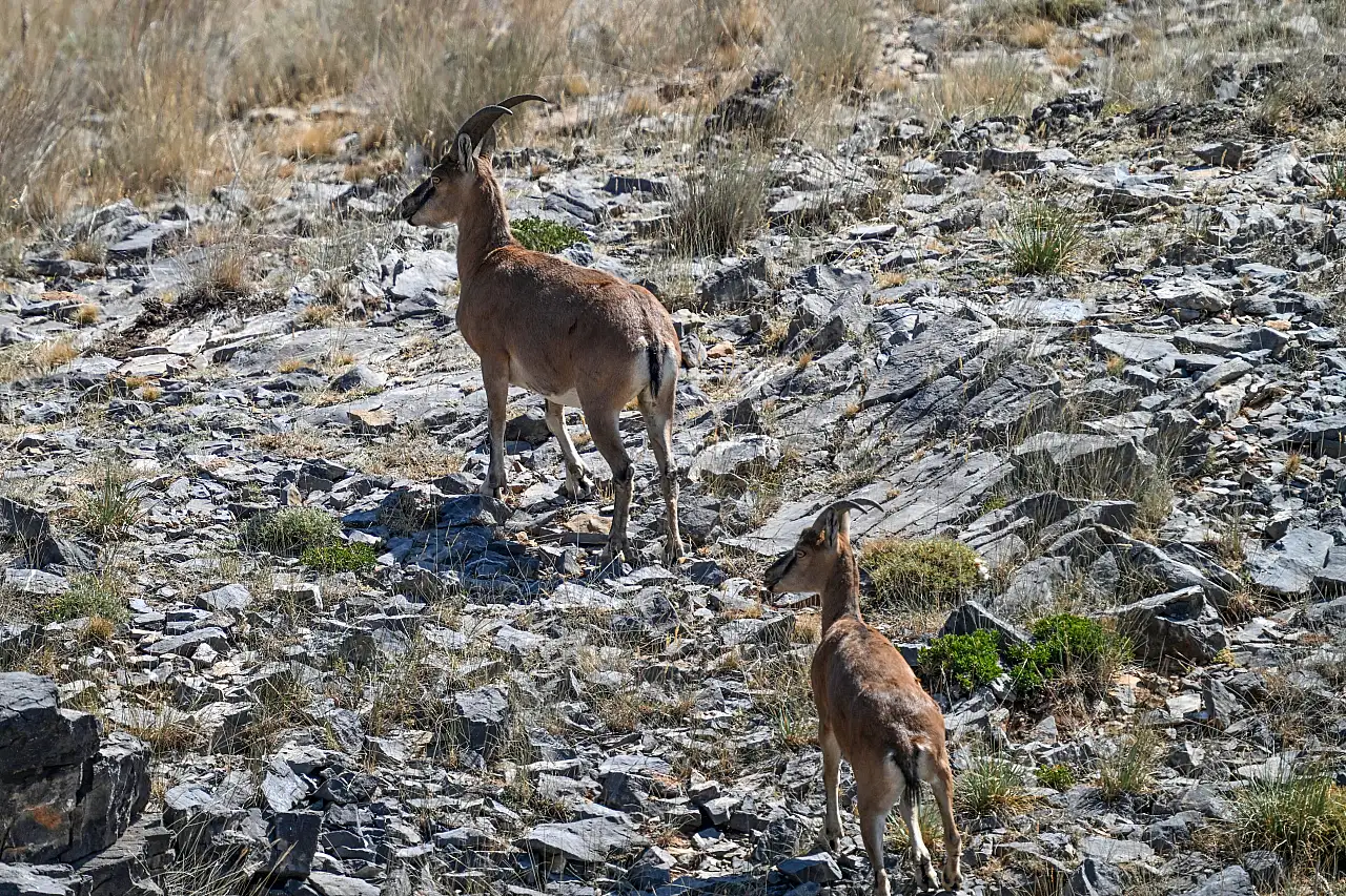 21 yılda 28'den 178