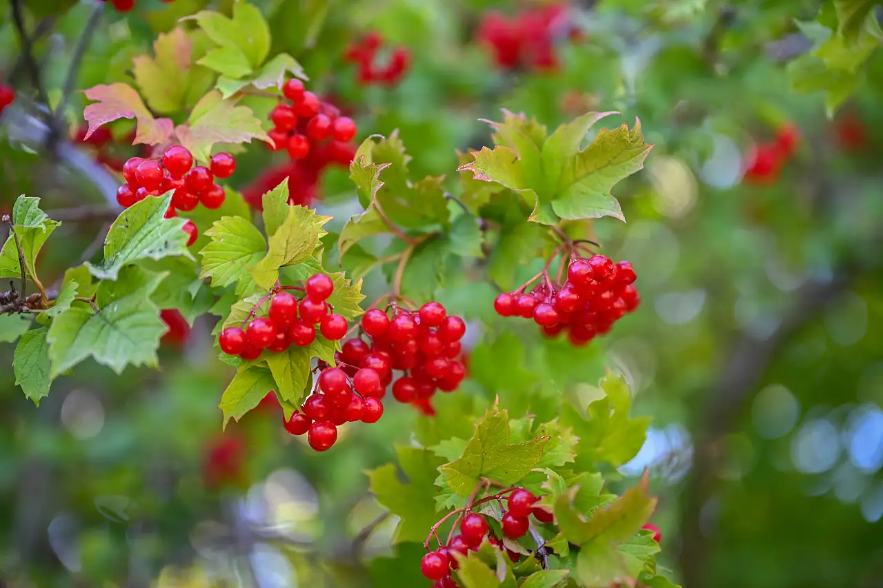 Kayserililerin gizli şifa kaynağı!