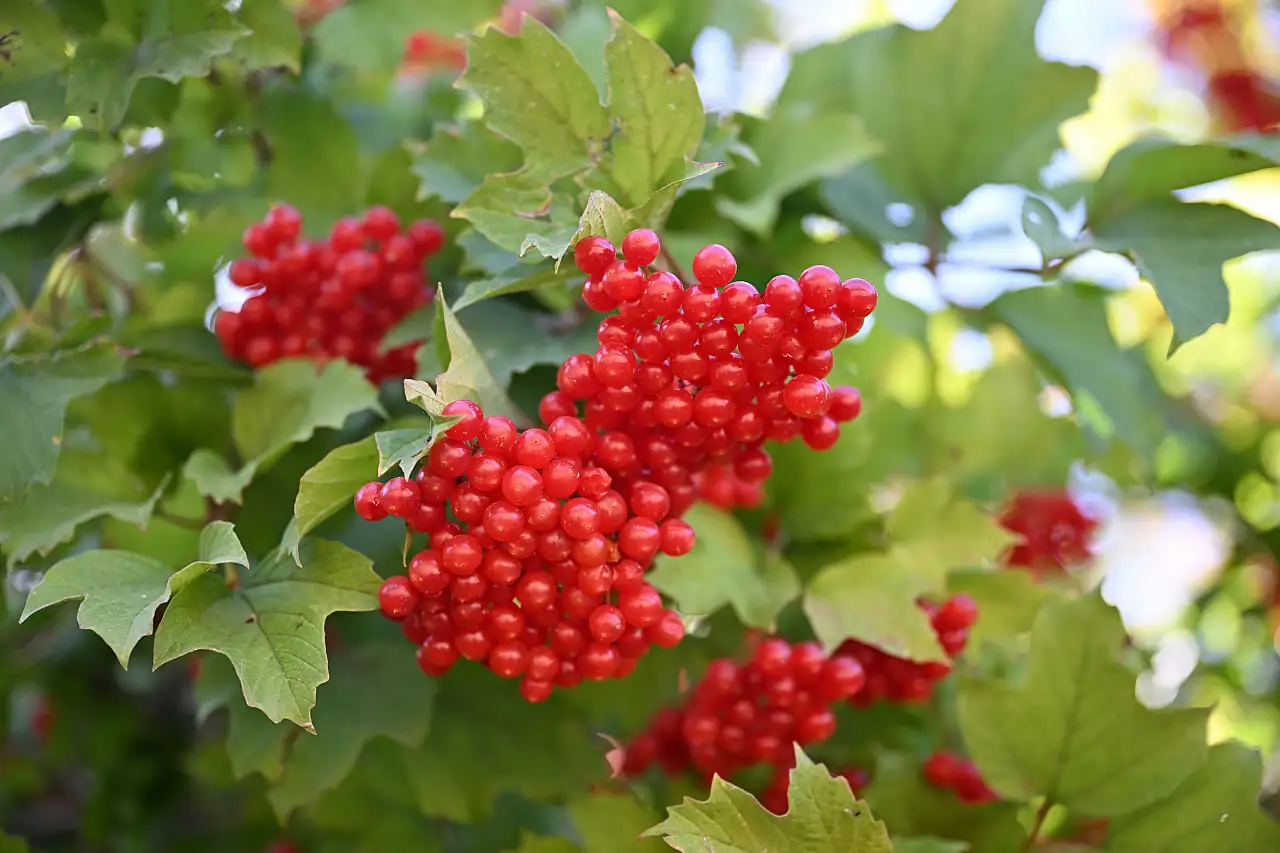 Kayserililerin gizli şifa kaynağı!
