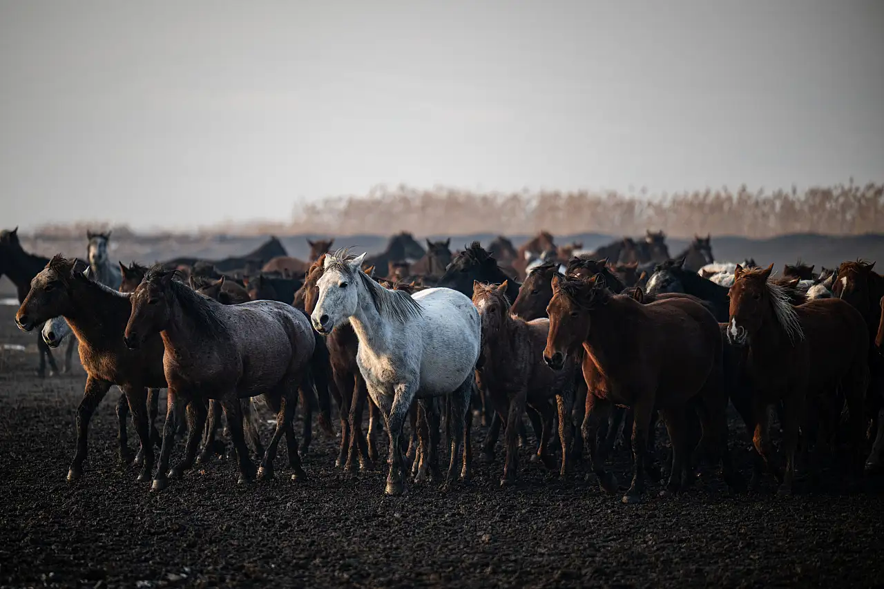 Yılkı atlarını hiç böyle görmediniz