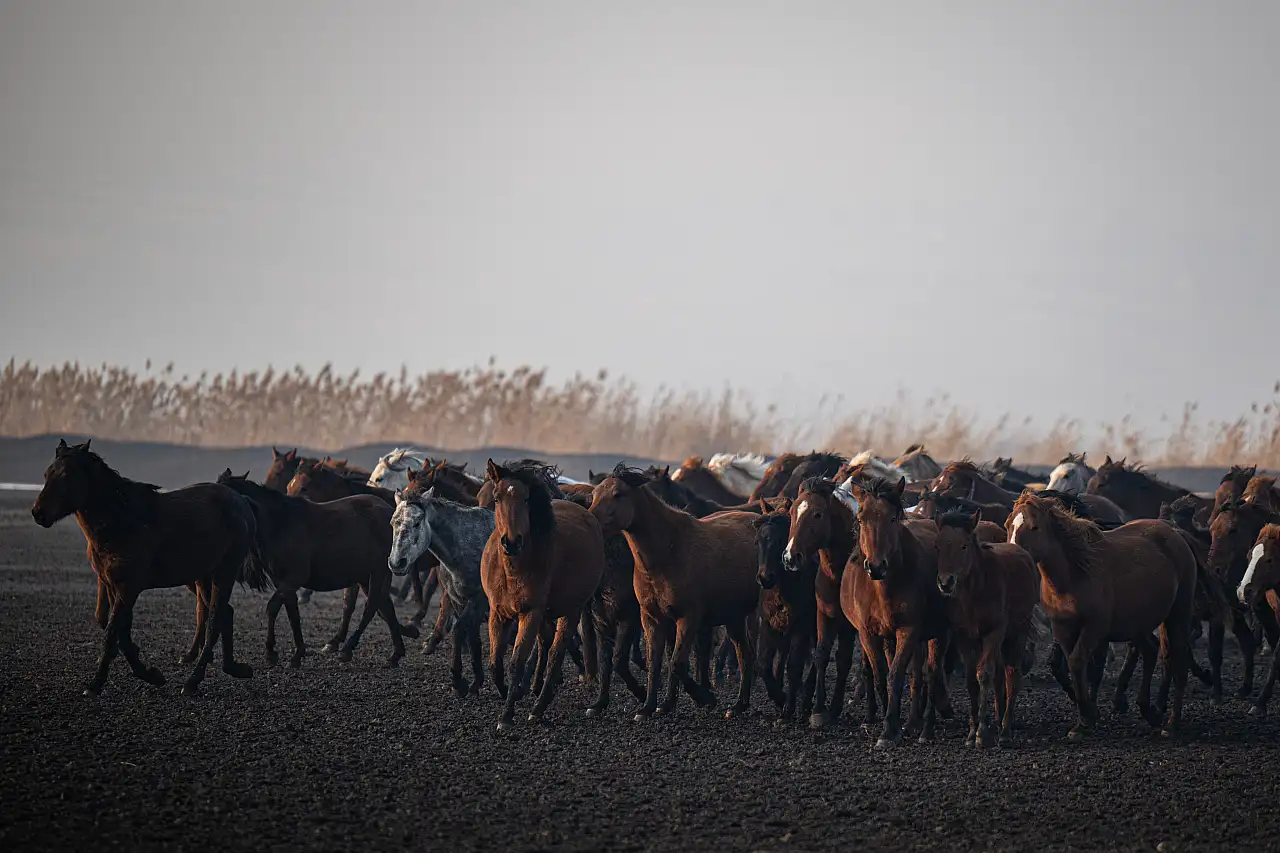 Yılkı atlarını hiç böyle görmediniz