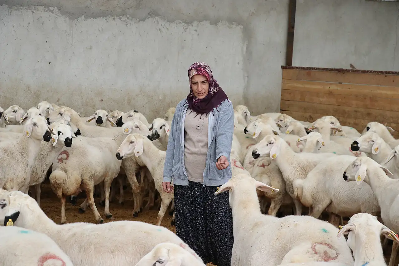 Kayseri'de 2 yılda koyunlarını 20 kat artırdı