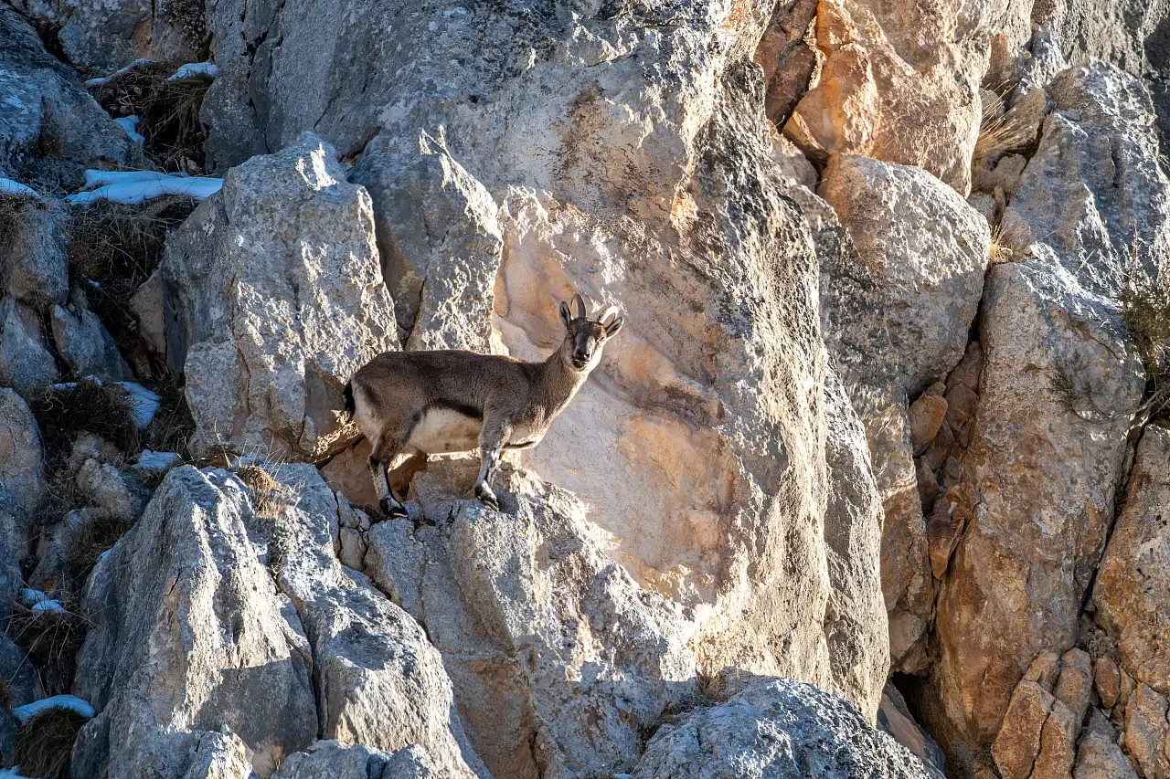 Aladağlar'ın gizemli sakinleri kameralara takıldı