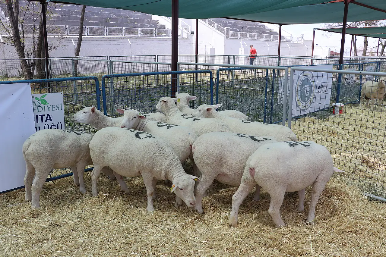 İşte Kayseri'nin en güzelleri...
