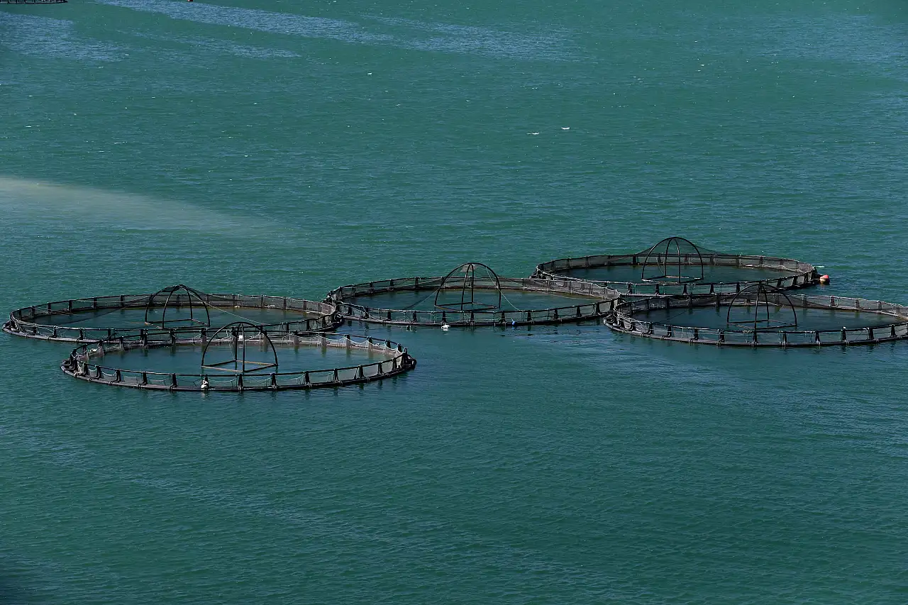 Kayseri'de yetişen lezzet dünya sofralarında tüketiliyor