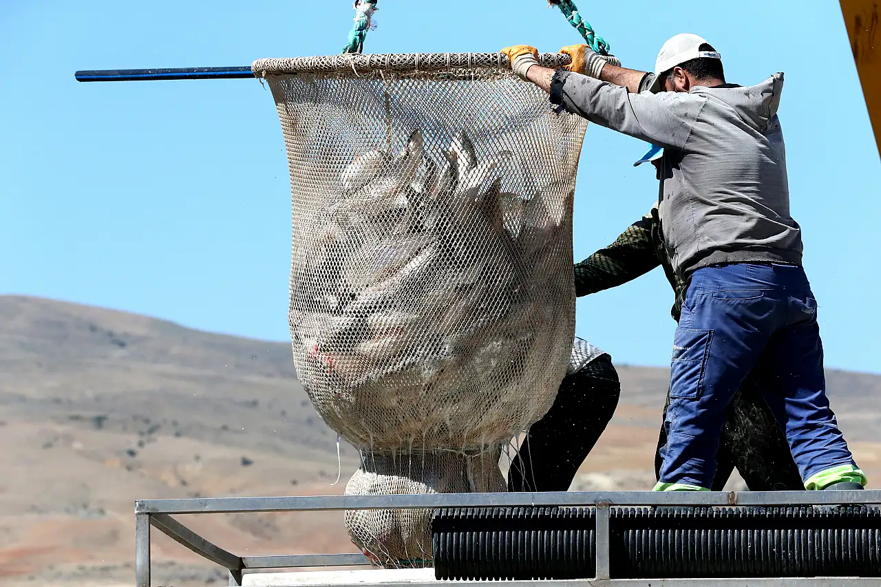 Kayseri'de yetişen lezzet dünya sofralarında tüketiliyor