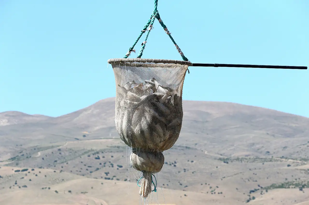 Kayseri'de yetişen lezzet dünya sofralarında tüketiliyor