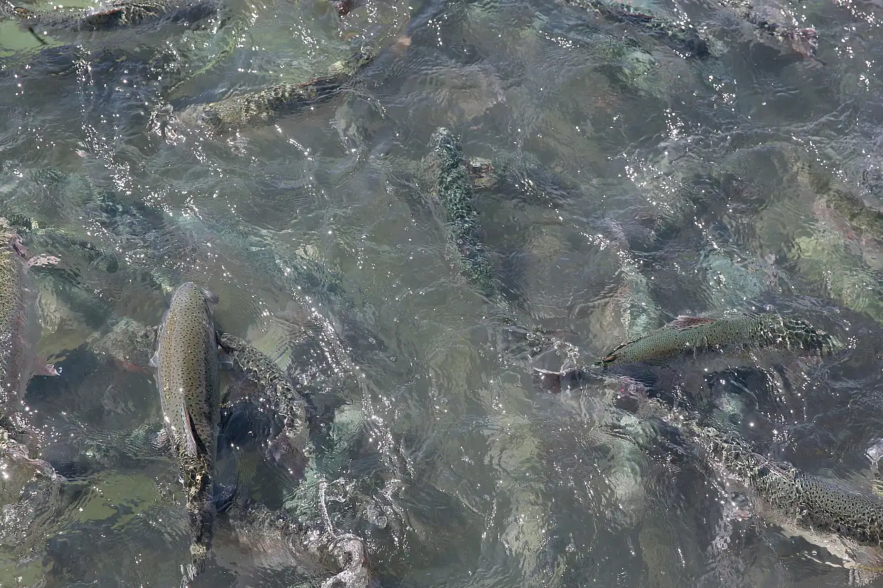 Kayseri'de yetişen lezzet dünya sofralarında tüketiliyor