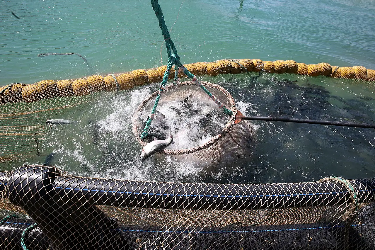 Kayseri'de yetişen lezzet dünya sofralarında tüketiliyor