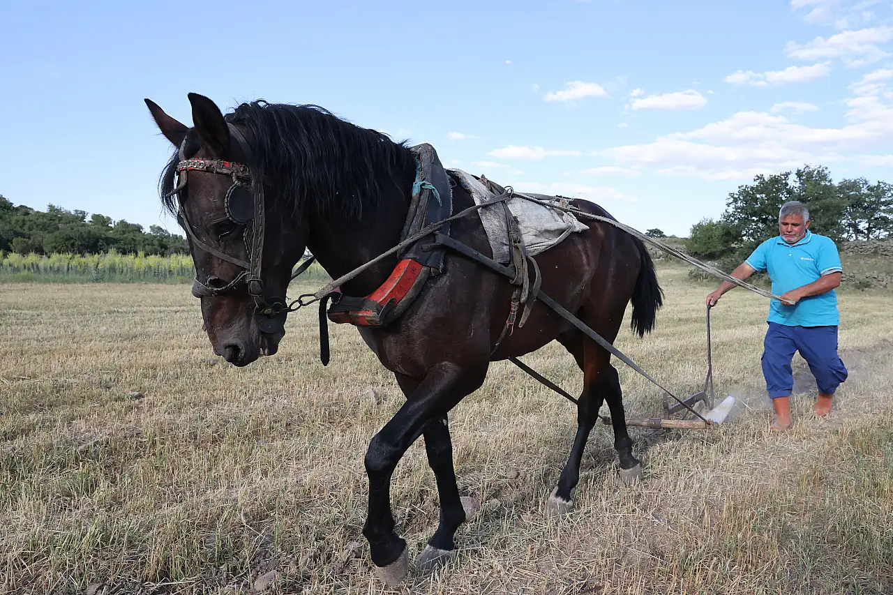 38 yıllık çiftçi, atıyla toprağa hayat veriyor