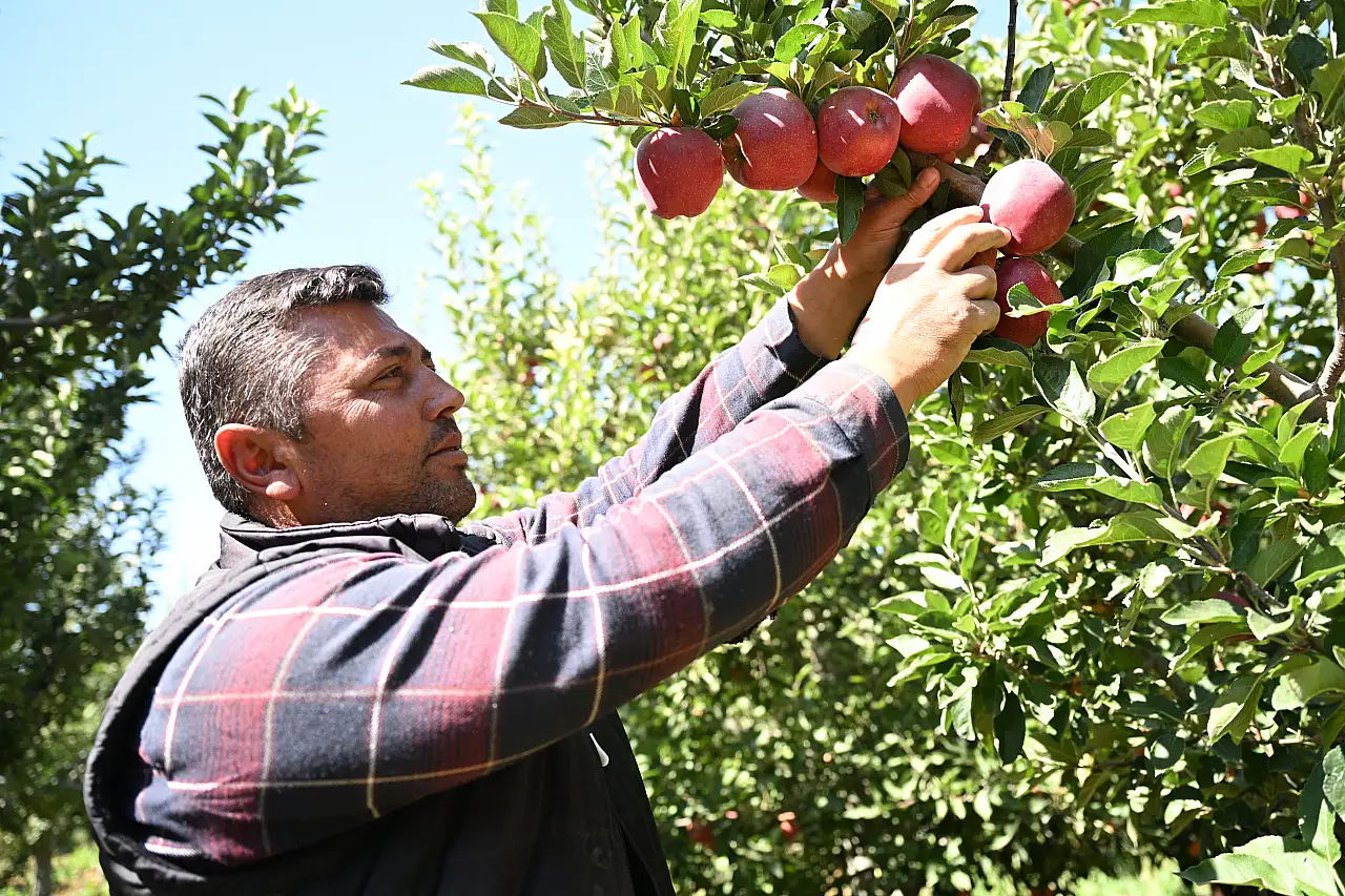 Onlarca üretici zarara uğramıştı! Kayseri'de zirai dona karşı mucize yöntem