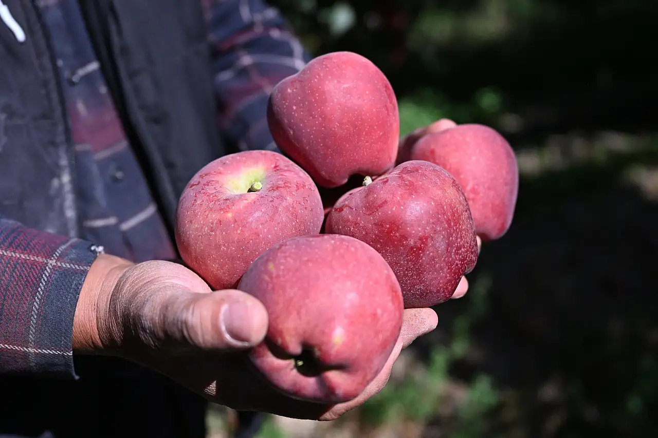 Onlarca üretici zarara uğramıştı! Kayseri'de zirai dona karşı mucize yöntem