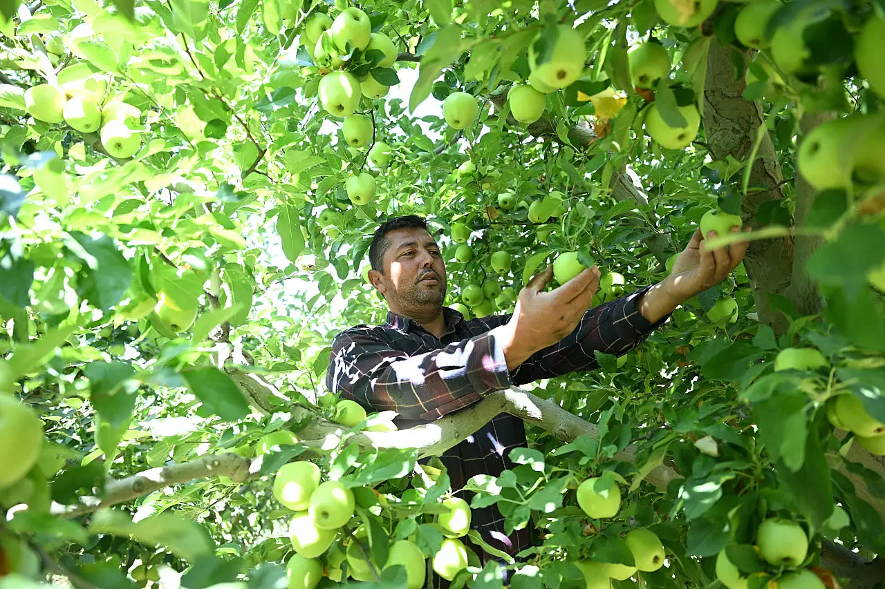 Onlarca üretici zarara uğramıştı! Kayseri'de zirai dona karşı mucize yöntem