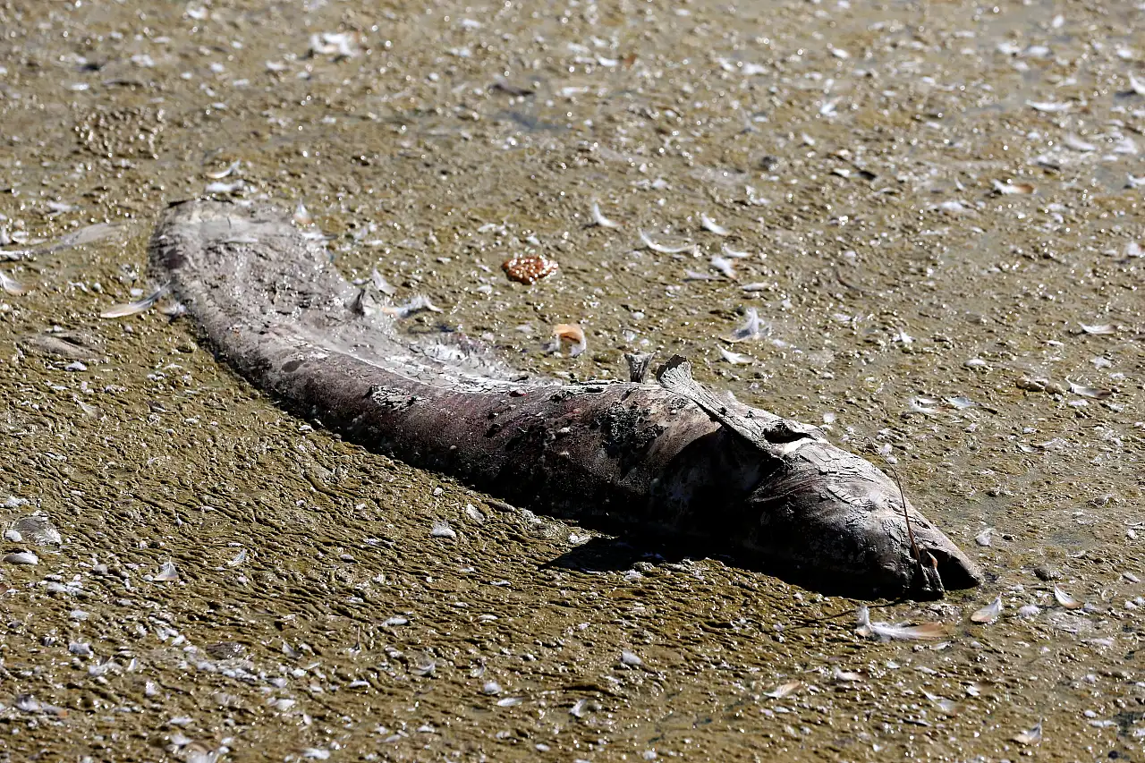 Kayseri'de sular çekildi, balıklar telef oldu