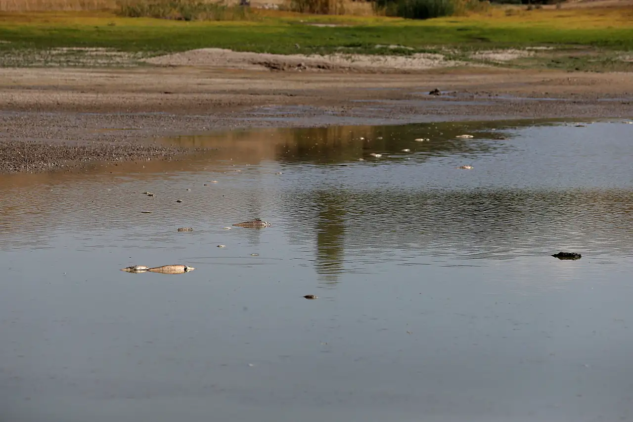 Kayseri'de sular çekildi, balıklar telef oldu