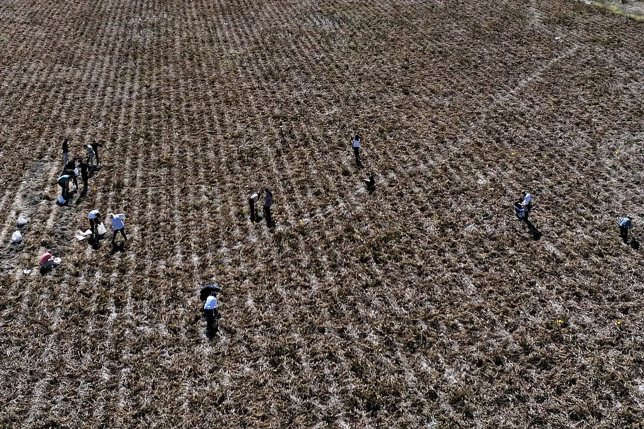 ERÜ'lü öğrenci tarlada tez yazıyor