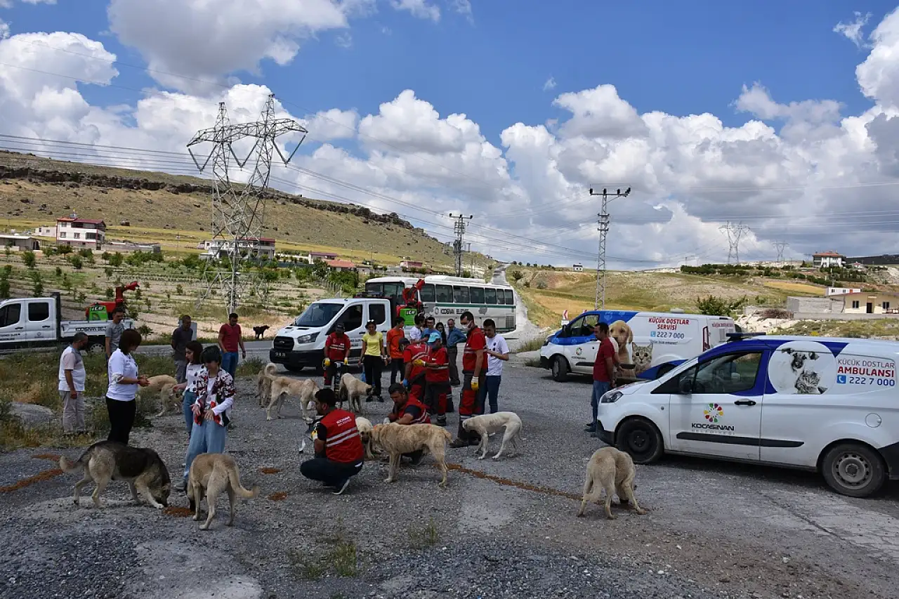 Kayseri'de belediye hayvan barınağı için harekete geçti! Bakın neler alınacak