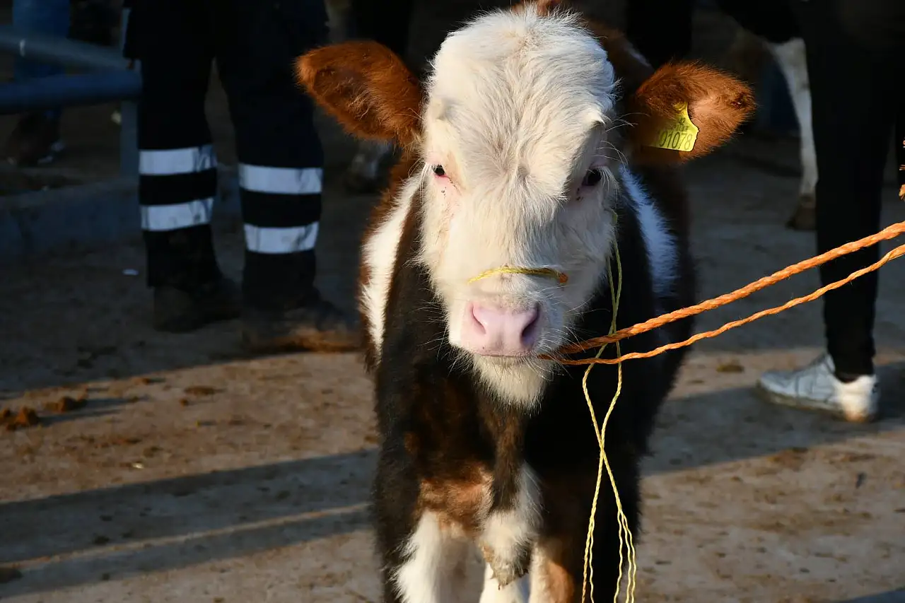Kayseri'de hareketli sabah! Güne pazarlıkla başladılar