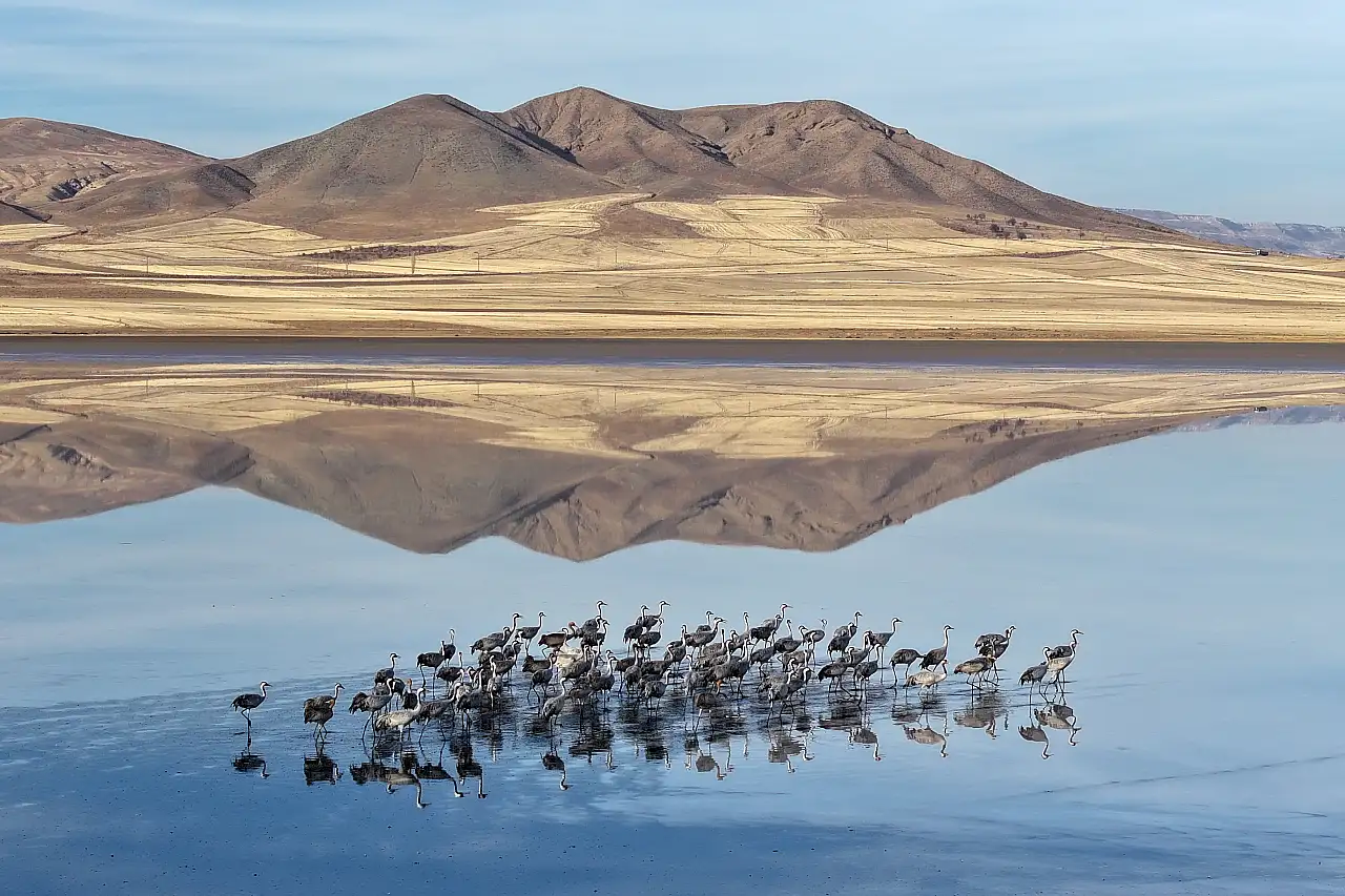 Kayseri'de binlerce göçmen kuş adeta karakalem tablosu oluşturdu